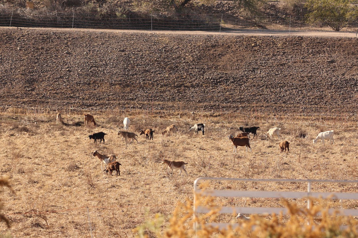 Domestic Goat - ML646319898