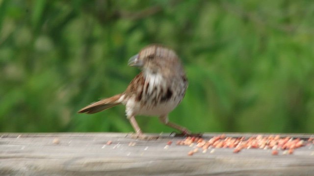 Song Sparrow - ML646319899