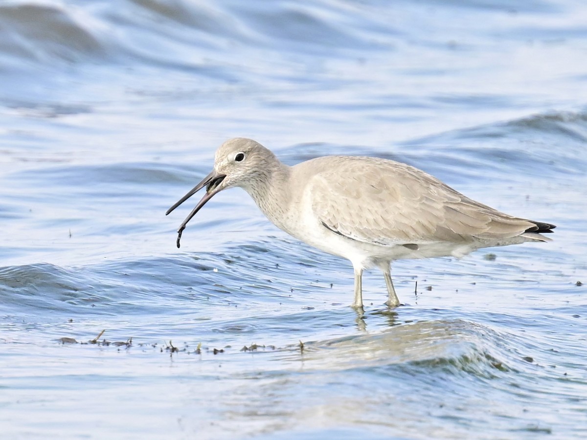Willet - ML646319900