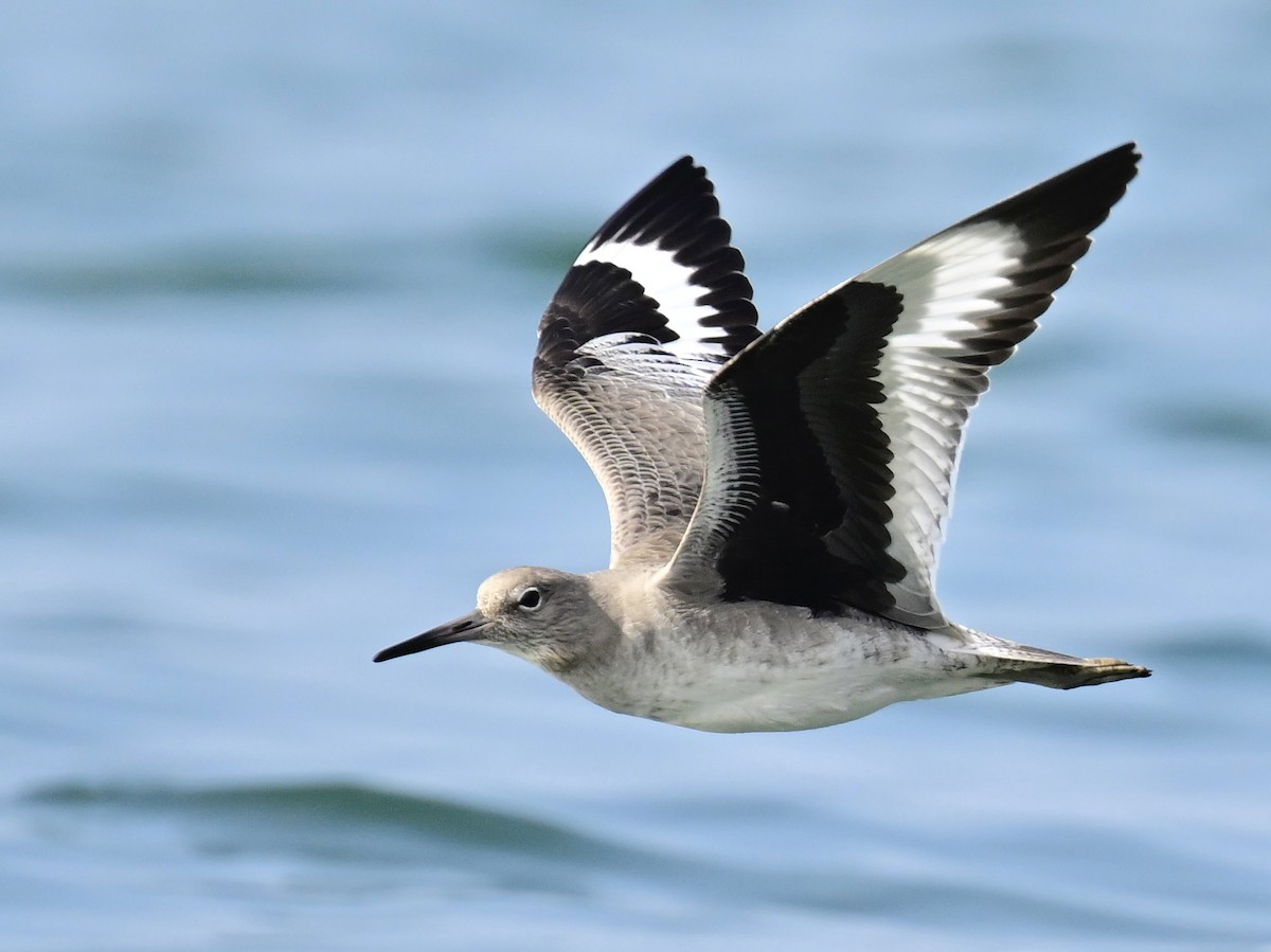 Willet - ML646319901
