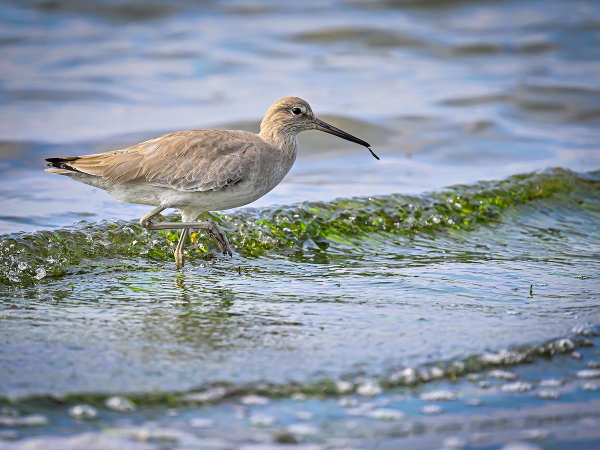 Willet - ML646319902