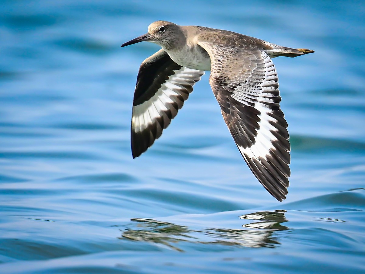 Willet - ML646319903