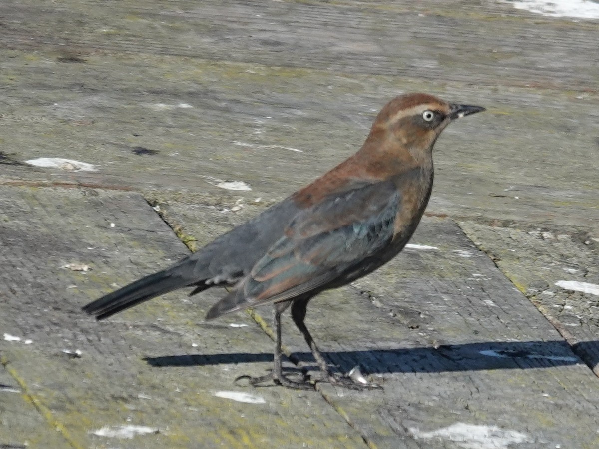 Rusty Blackbird - ML646319904