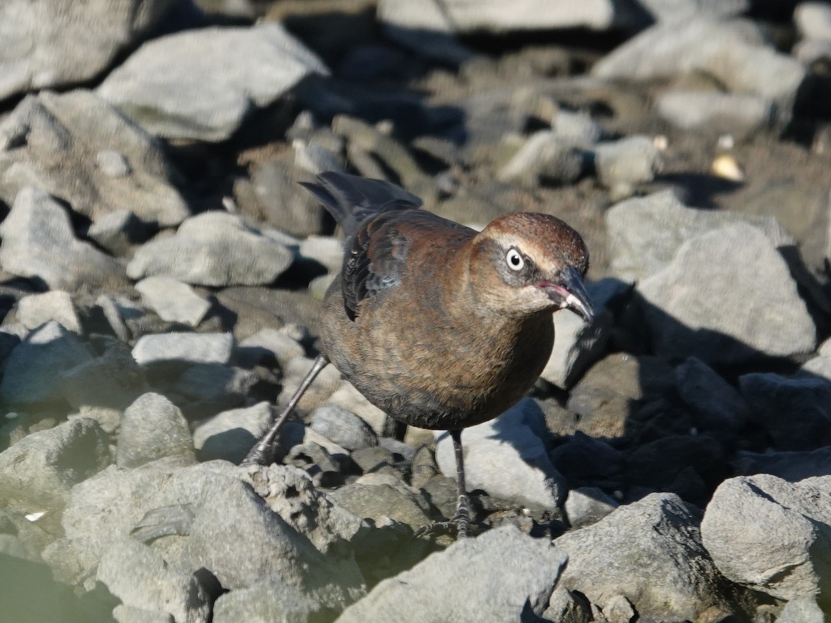 Rusty Blackbird - ML646319905