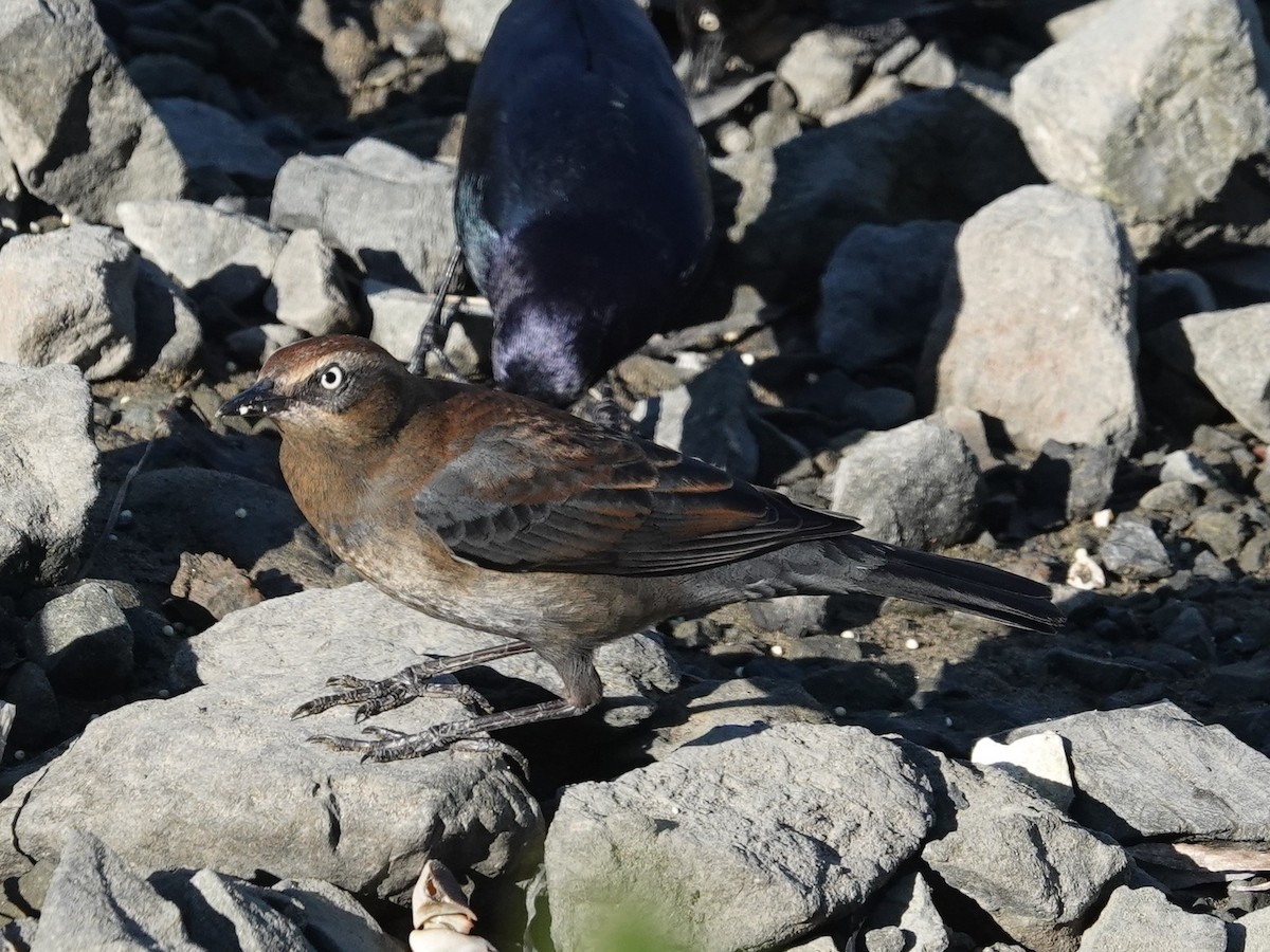Rusty Blackbird - ML646319906