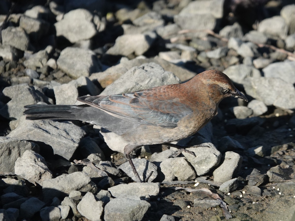 Rusty Blackbird - ML646319907