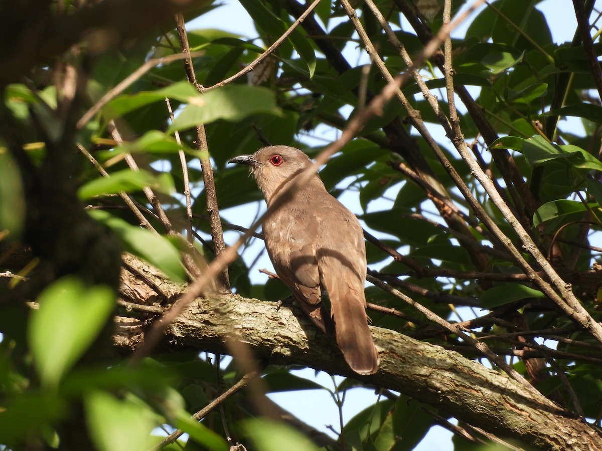 Ash-colored Cuckoo - ML646319908