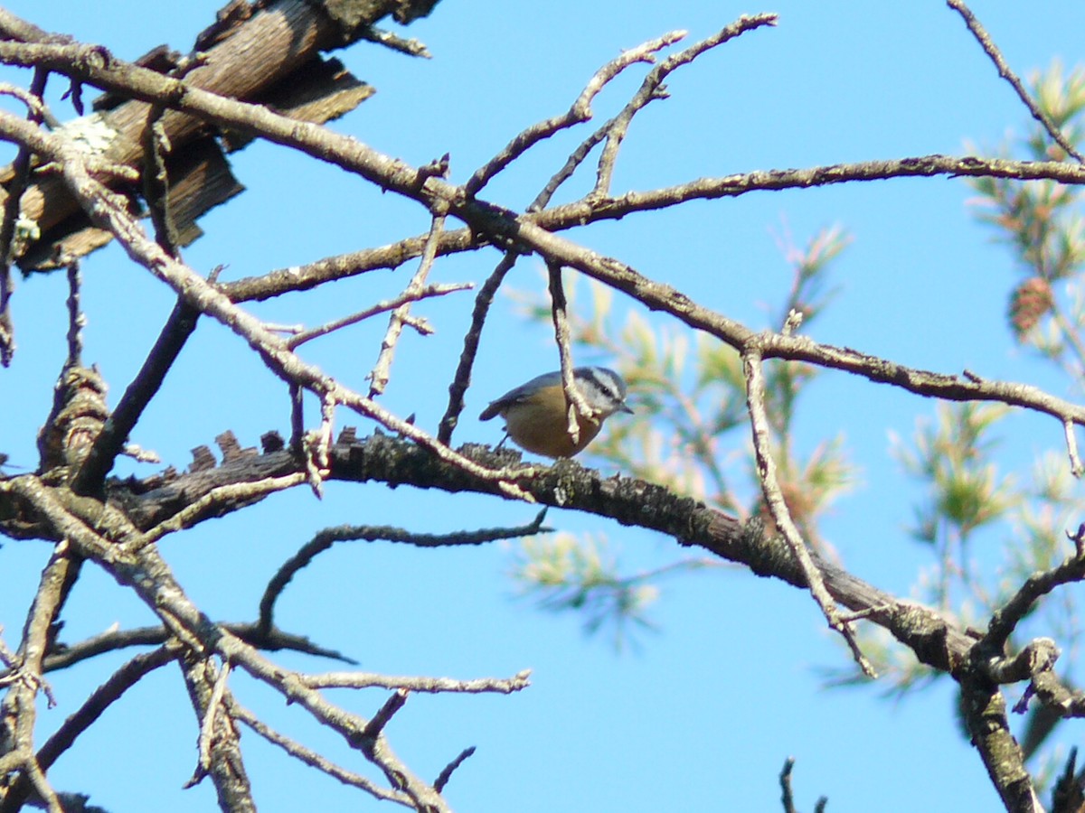 brhlík americký - ML646319910