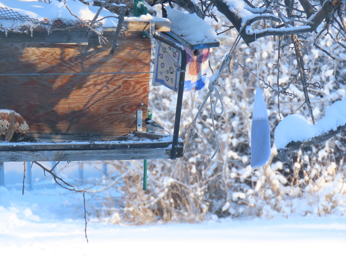 Black-capped Chickadee - ML646319914