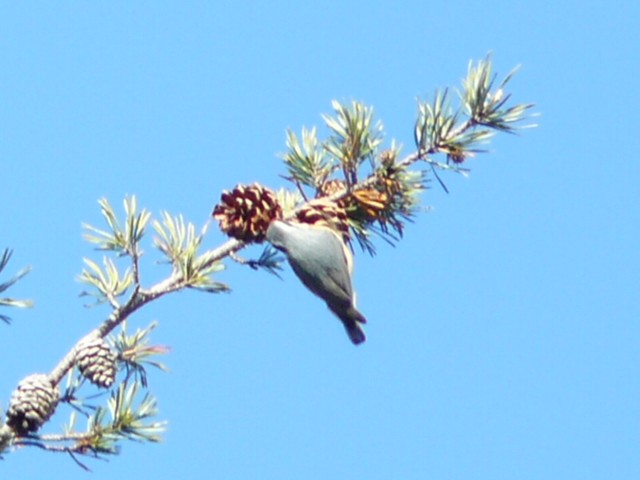 brhlík americký - ML646319916