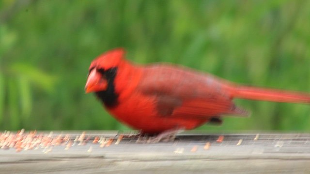 Northern Cardinal - ML646319917