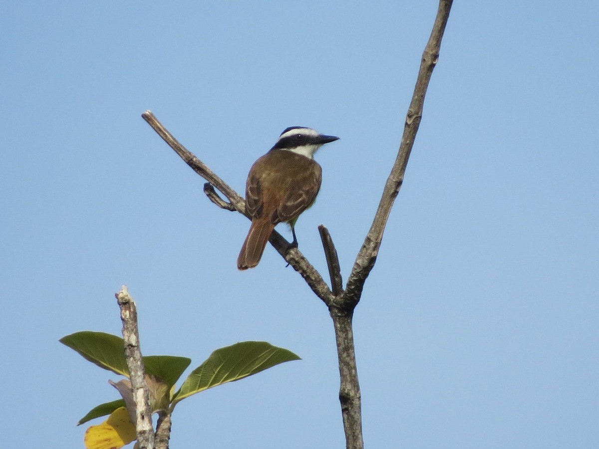 オオハシタイランチョウ - ML646319919