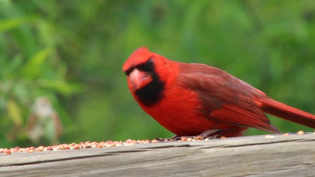 Northern Cardinal - ML646319920
