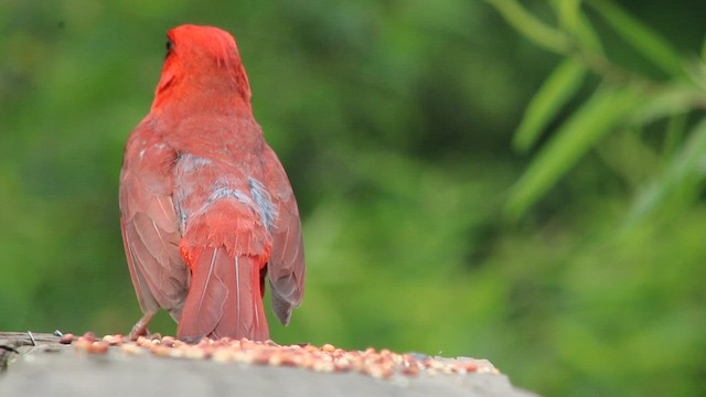 Northern Cardinal - ML646319921