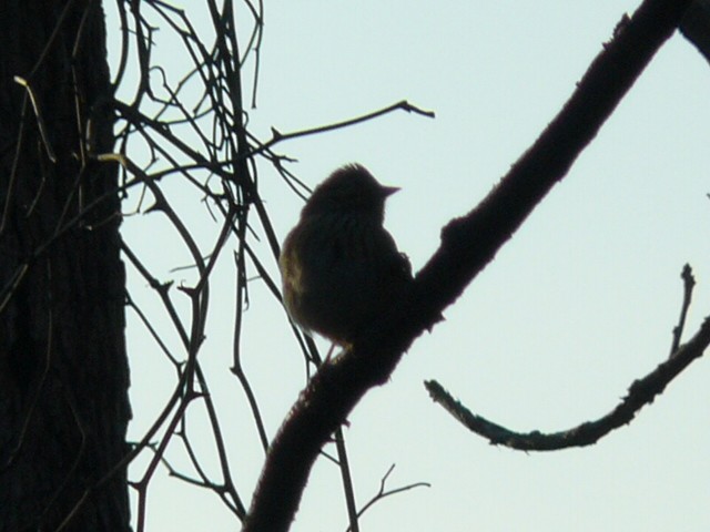 strnadec pruhohlavý - ML646319922