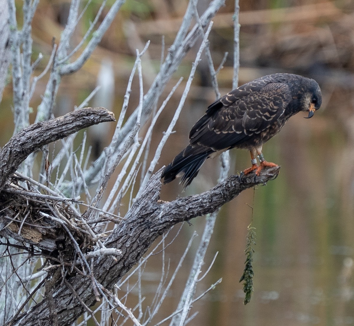 Snail Kite - ML646319923