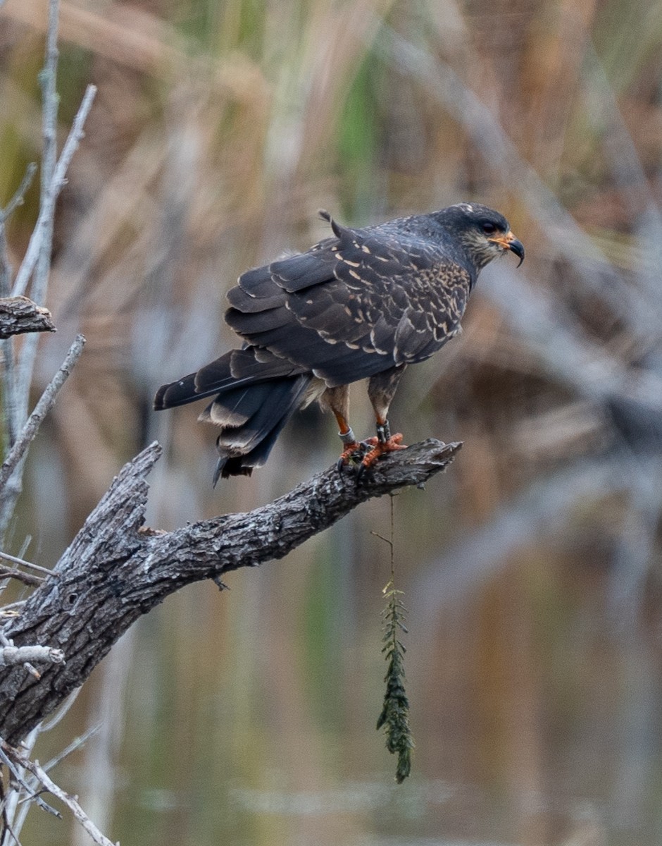 Snail Kite - ML646319927
