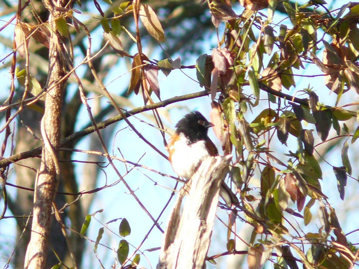 pipilo rudooký - ML646319928