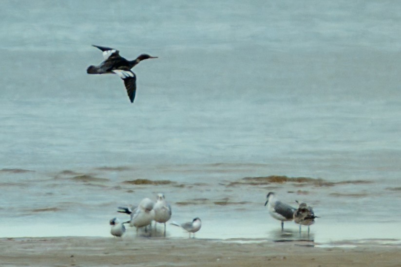 Red-breasted Merganser - ML646319929