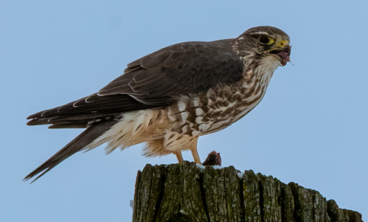 Merlin (Taiga) - ML646319932