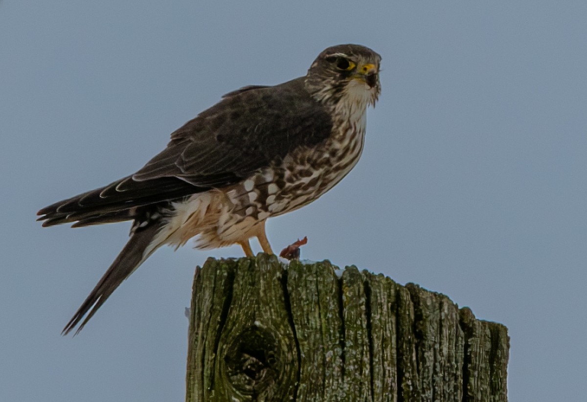 Merlin (Taiga) - ML646319933