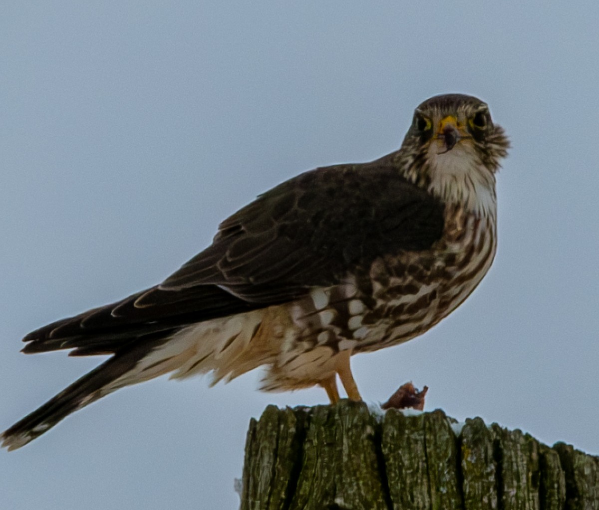 Merlin (Taiga) - ML646319934