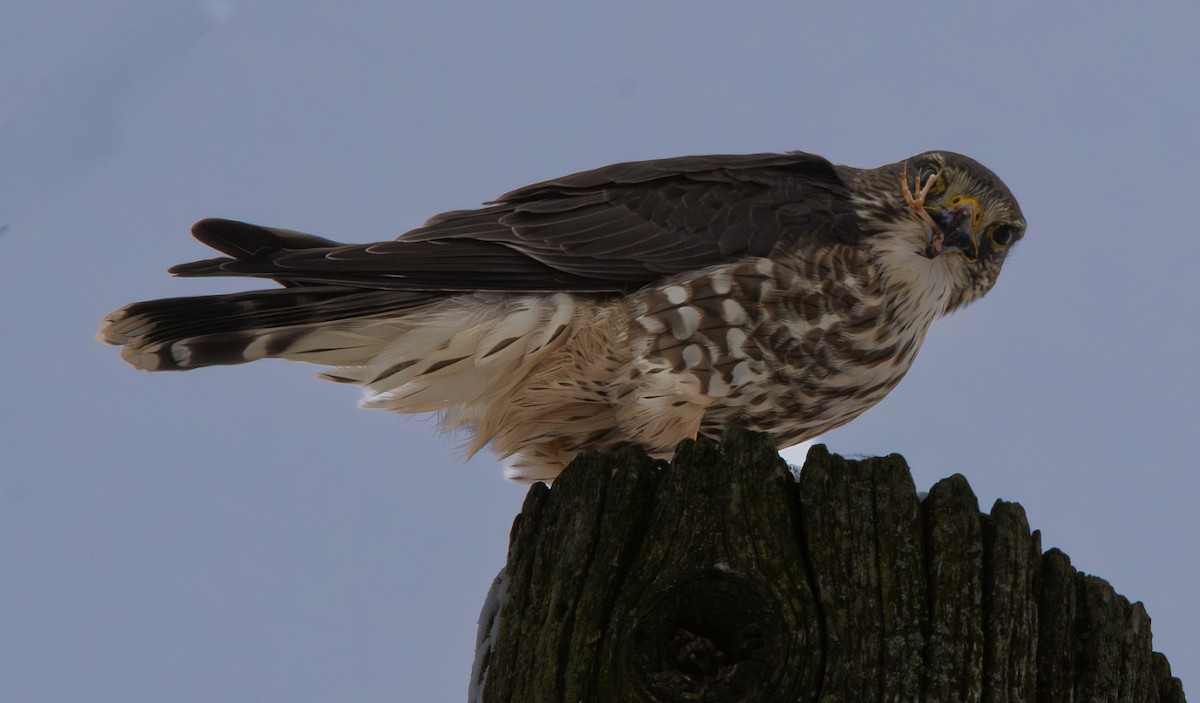 Merlin (Taiga) - ML646319936