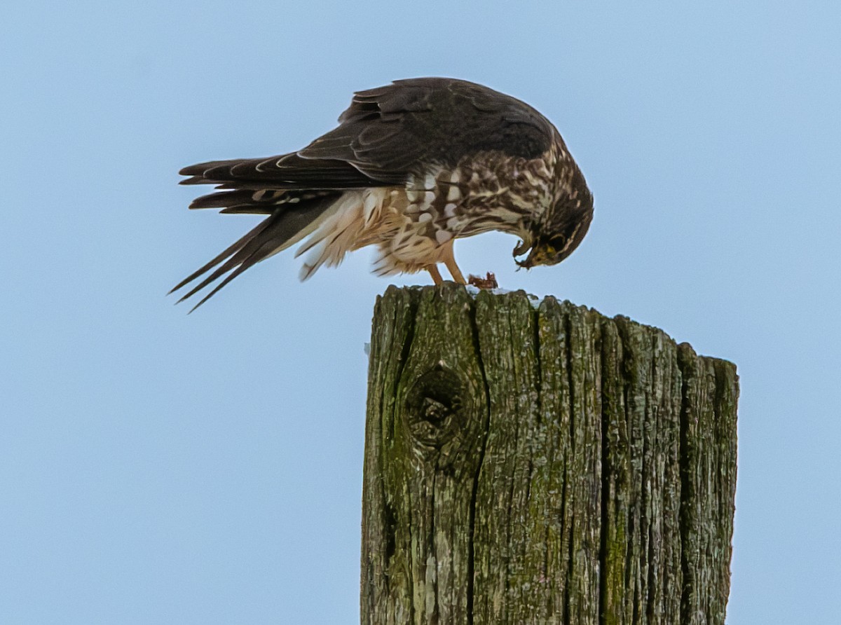 Merlin (Taiga) - ML646319937