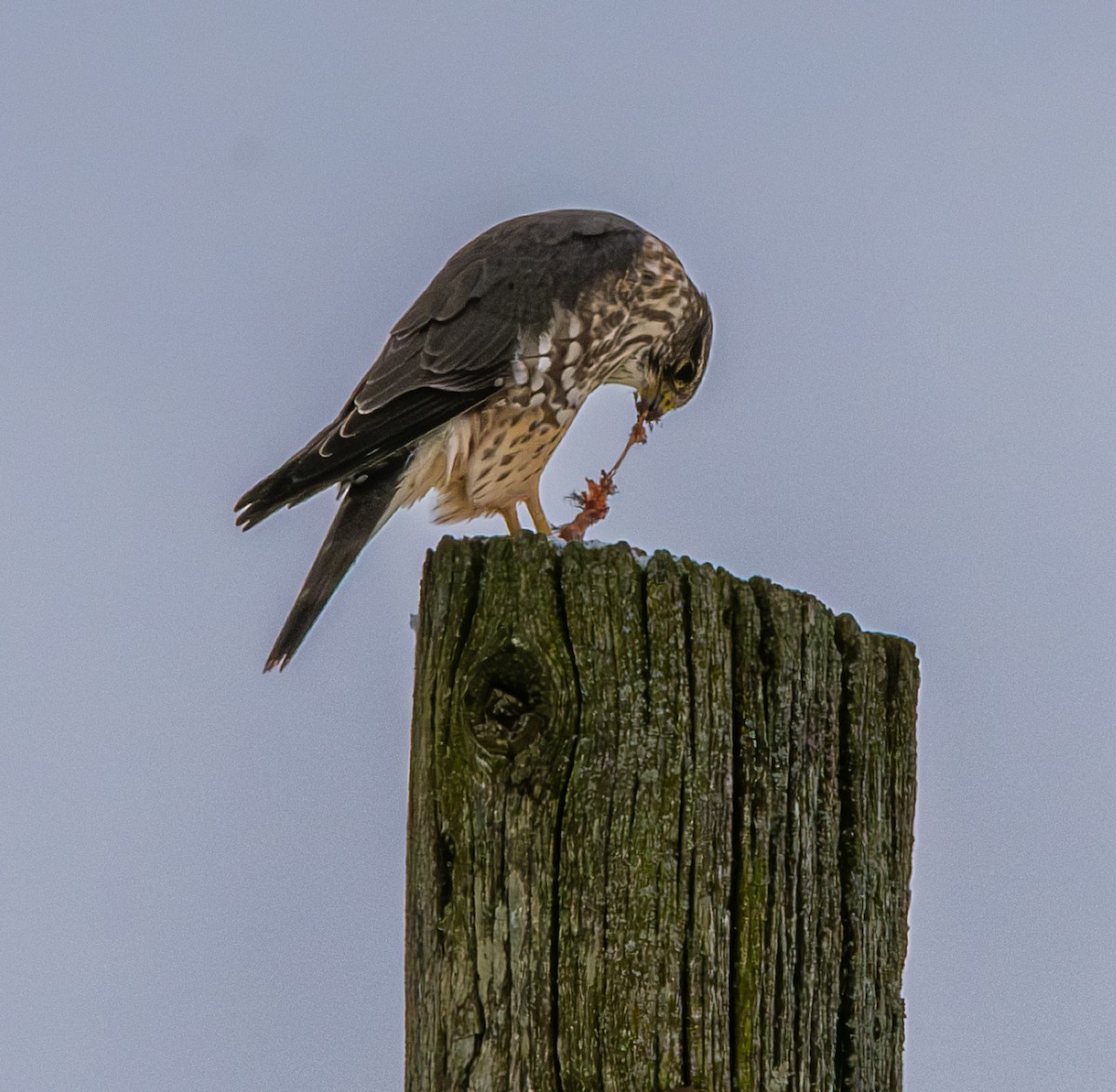 Merlin (Taiga) - ML646319938