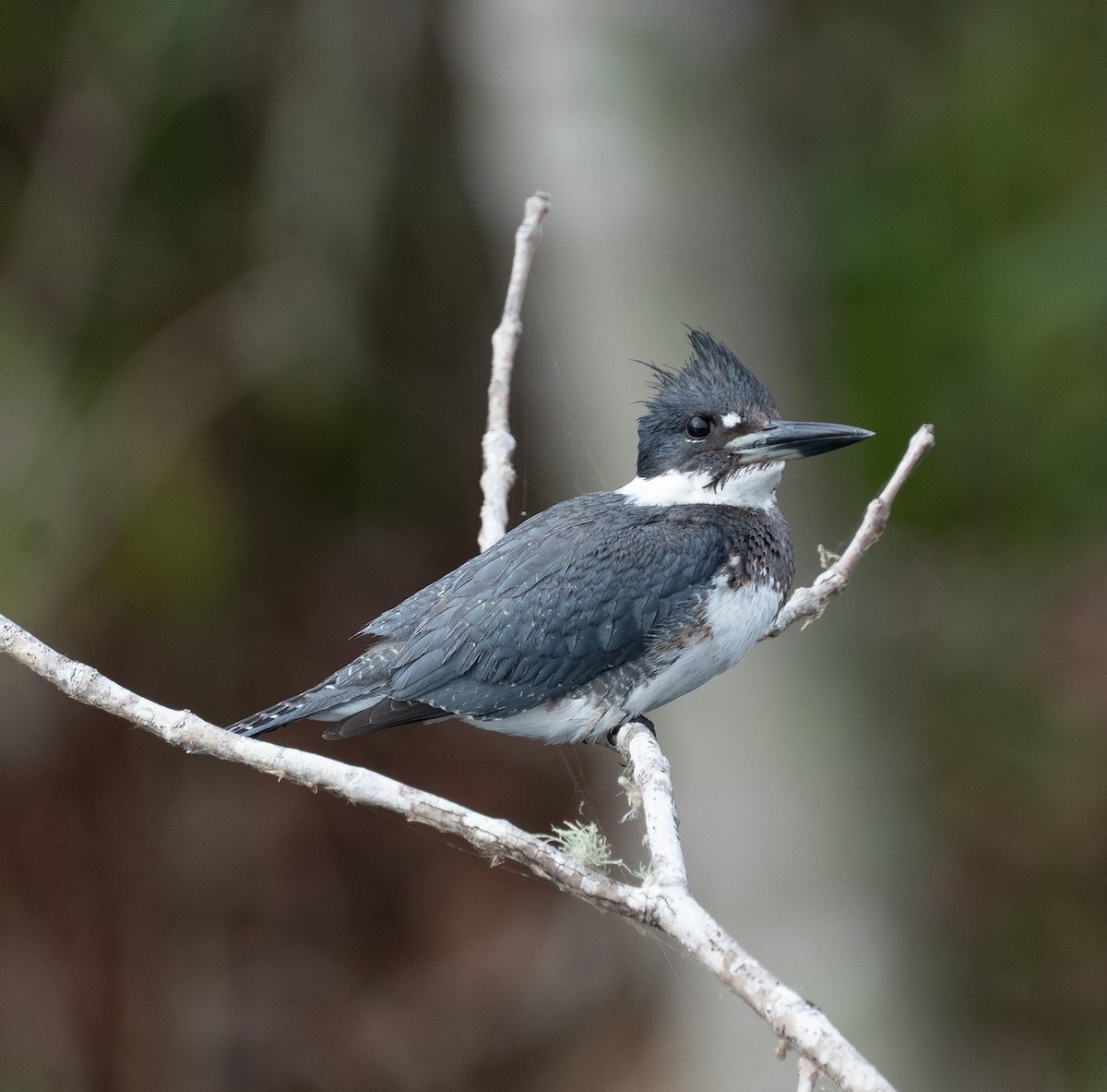 Belted Kingfisher - ML646319939