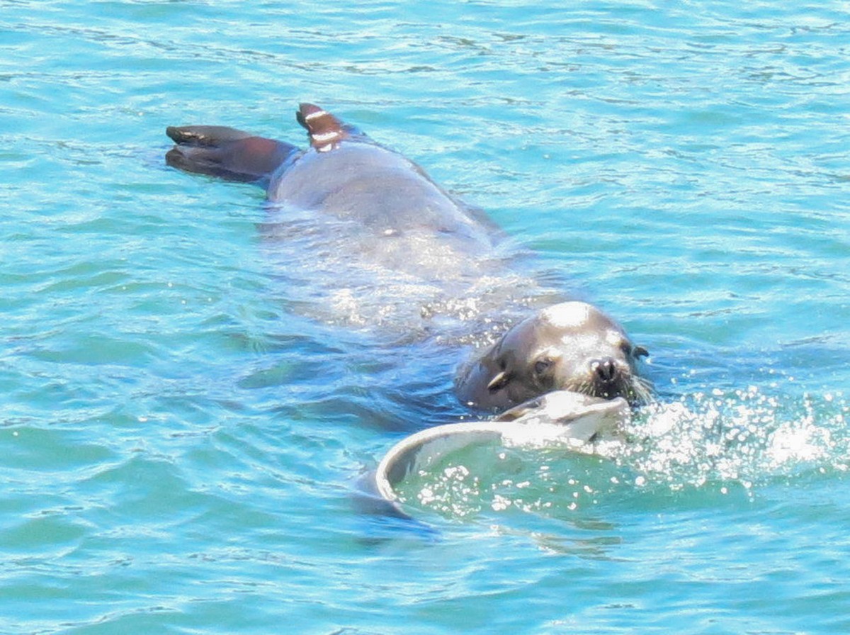 California Sea Lion - ML646319941