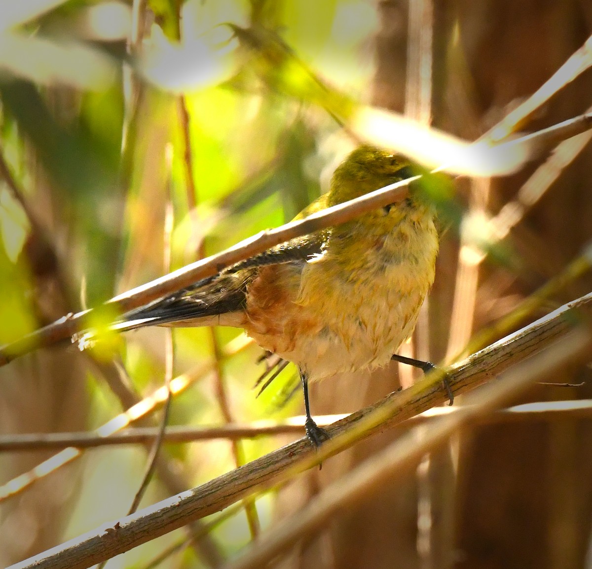 Bay-breasted Warbler - ML646319942