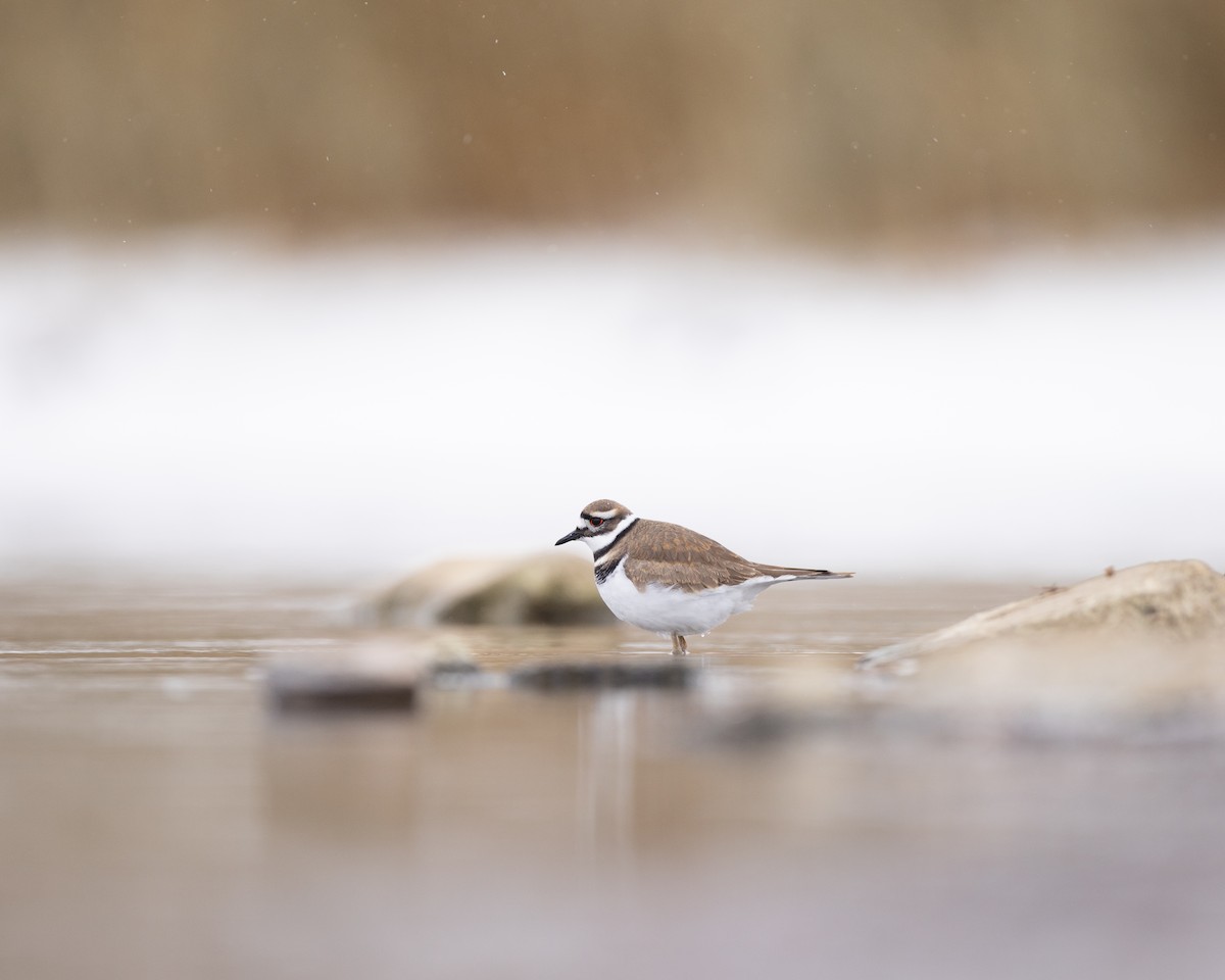 Killdeer - ML646319947