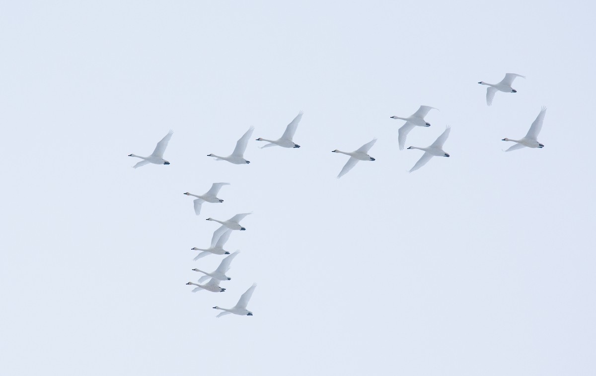 Tundra Swan - ML646319950
