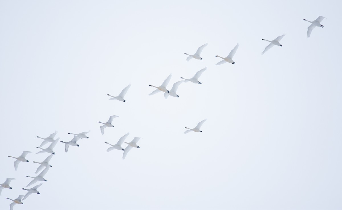 Tundra Swan - ML646319952