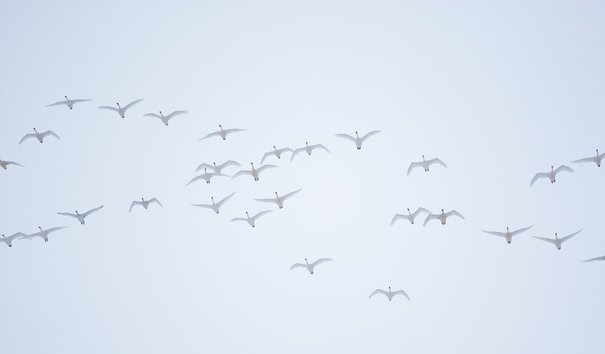 Tundra Swan - ML646319953