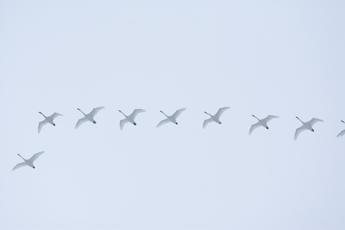 Tundra Swan - ML646319954