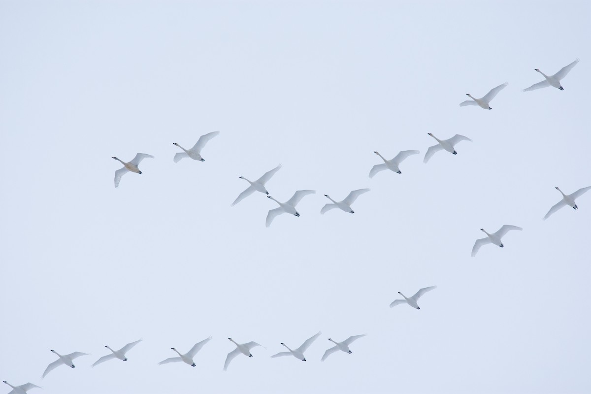 Tundra Swan - ML646319955