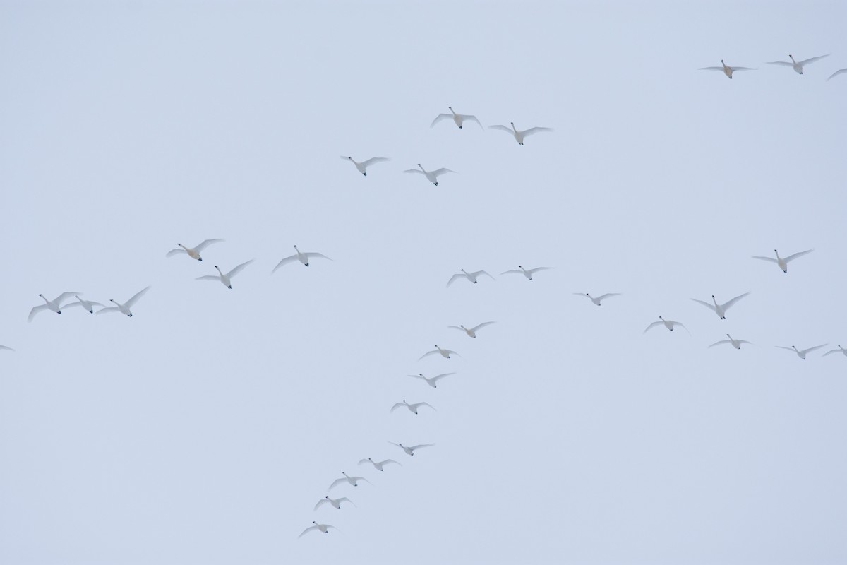 Tundra Swan - ML646319956