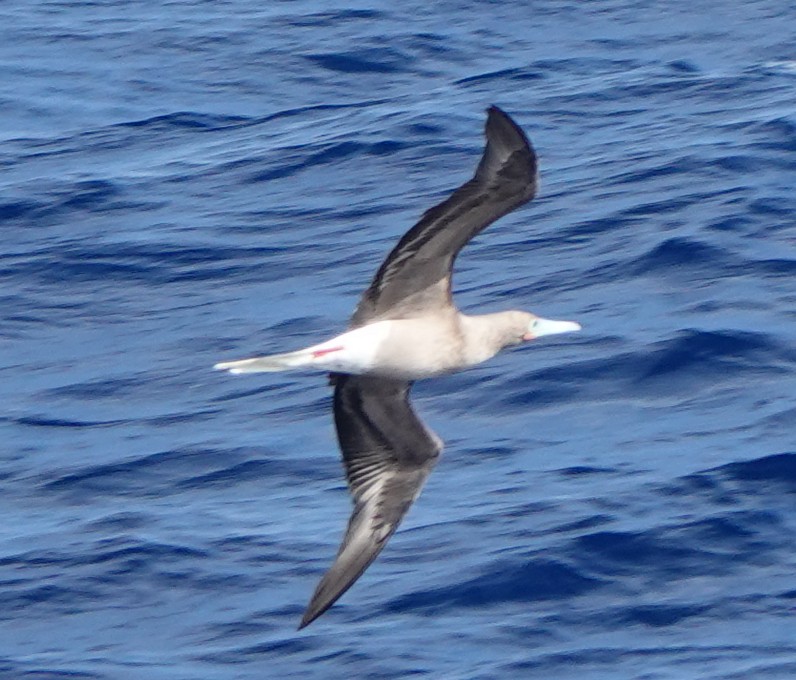 Сула червононога - ML646319967