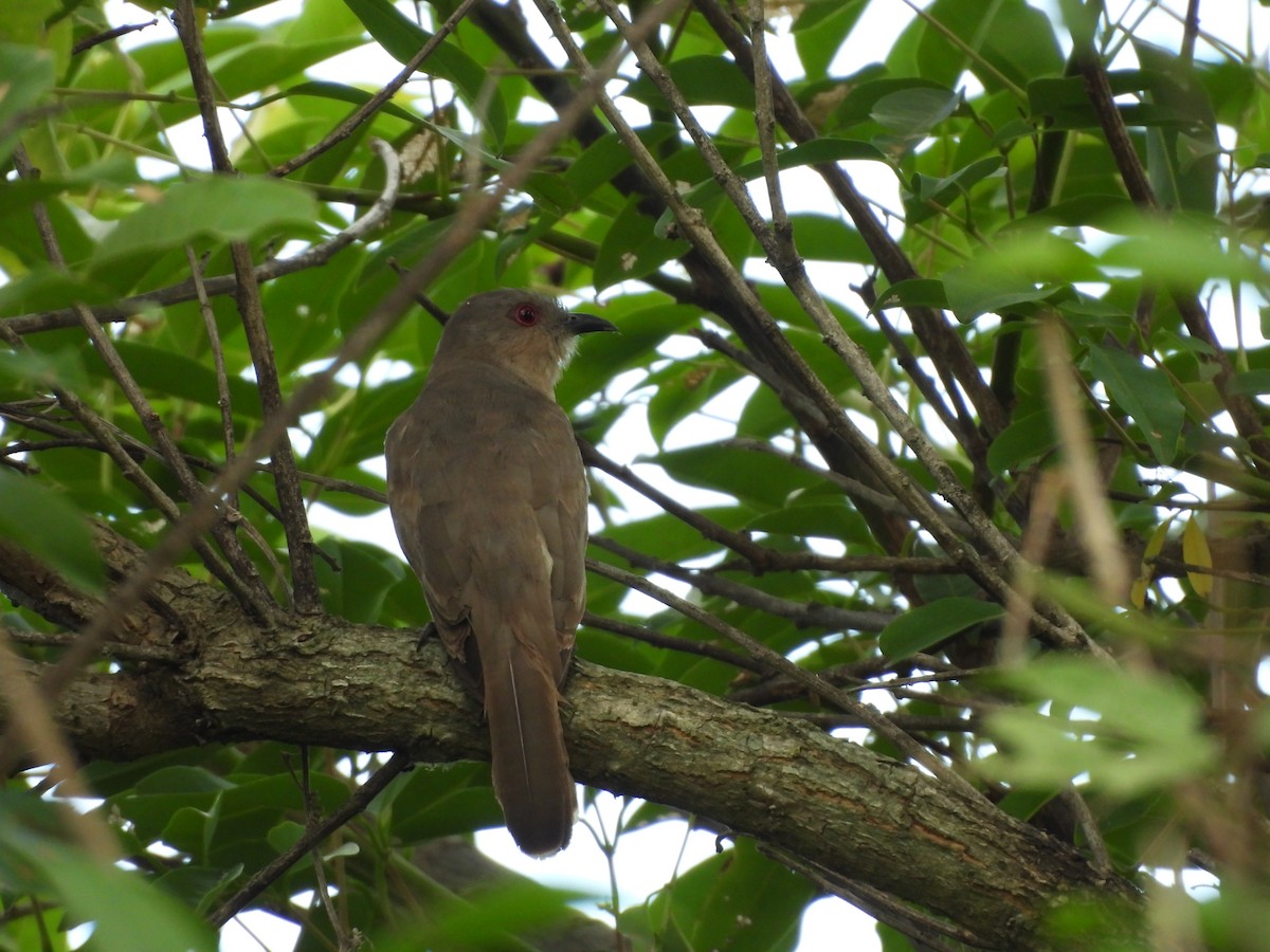 Ash-colored Cuckoo - ML646319971