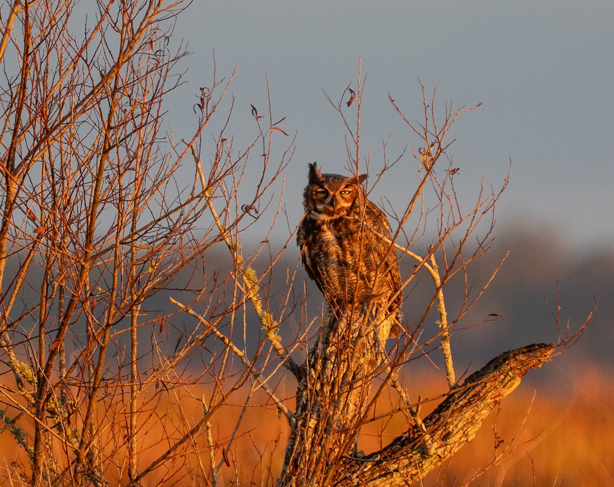 Great Horned Owl - ML646319977