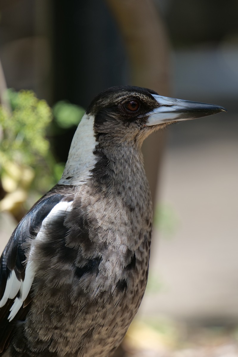 flétňák australský - ML646319979