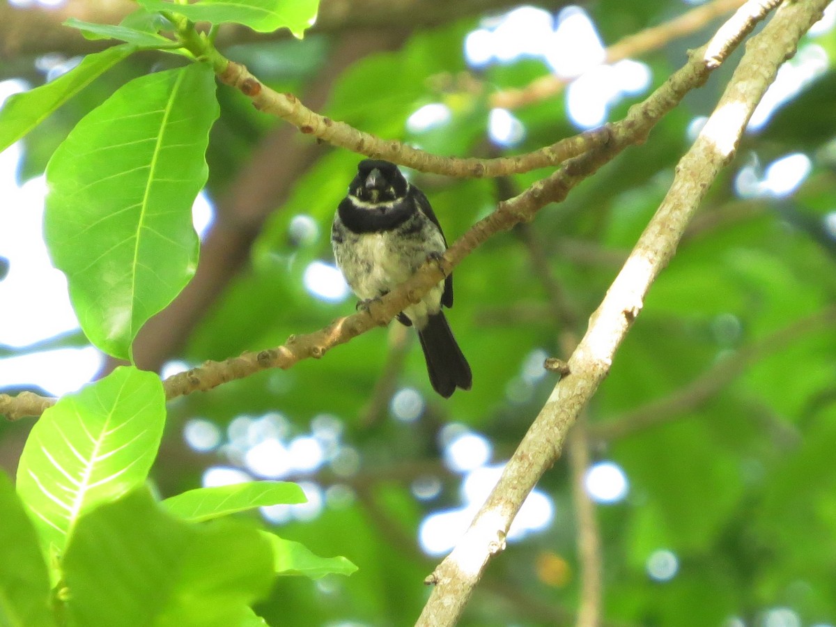 Variable Seedeater - ML646319989