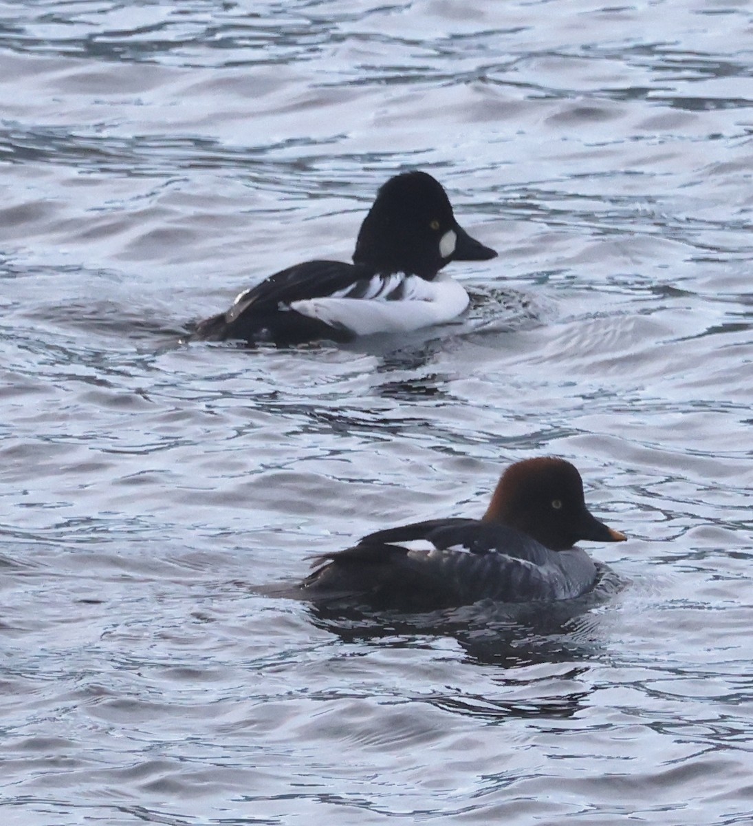 Common Goldeneye - ML646319995