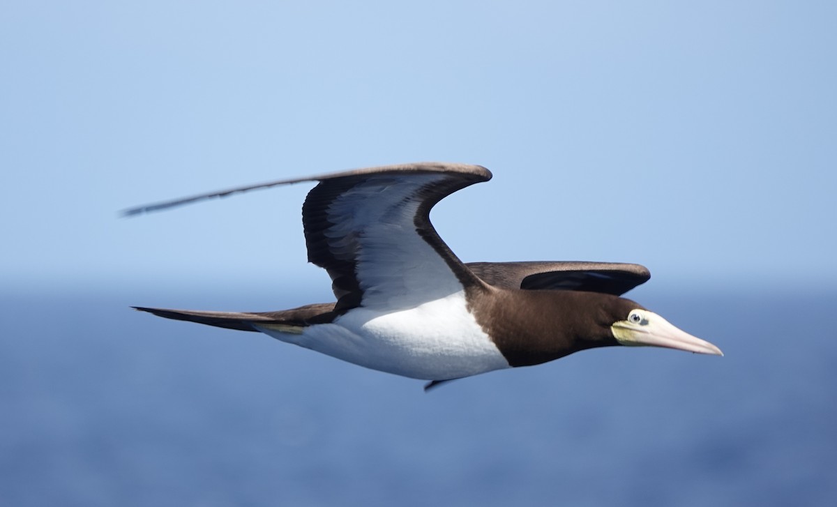 Brown Booby - ML646319996