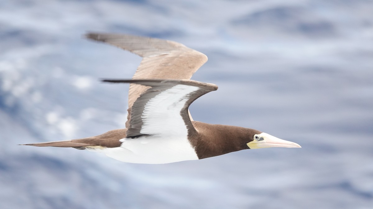 Brown Booby - ML646319997