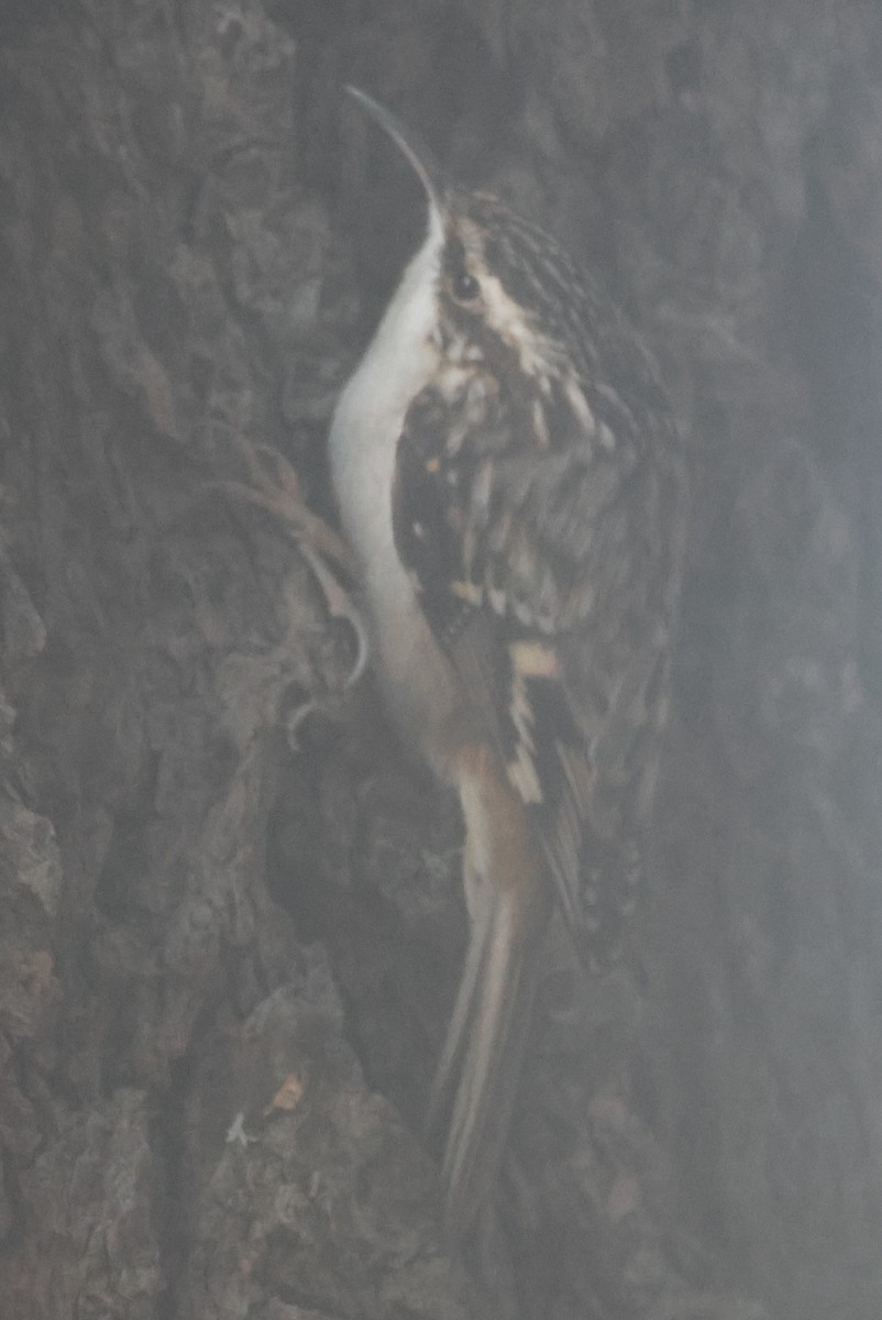 Brown Creeper - ML646319998