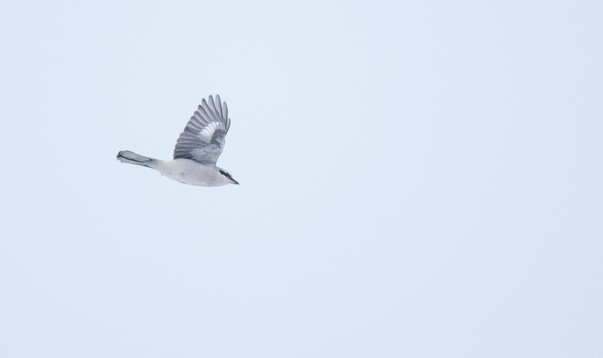 Northern Shrike - ML646319999