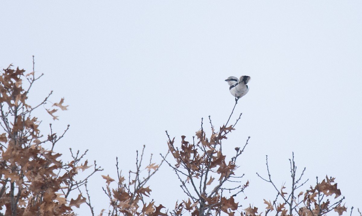 Northern Shrike - ML646320001